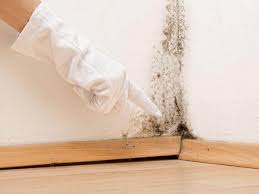 Trusted Oak Point, TX Mold Removal Services Experts